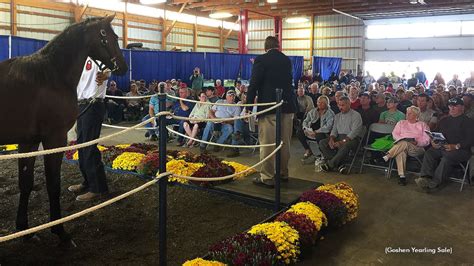 goshen yearling sale